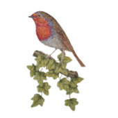 Robin perched op visblad wilde vogel trucker pet