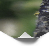 Robin Perfect Poster (Hoek)