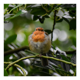 Robin Perfect Poster