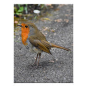 Robin Perfect Poster (Voorkant)