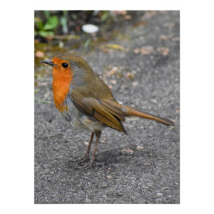 Robin Perfect Poster