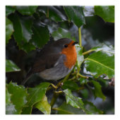 Robin Perfect Poster (Voorkant)
