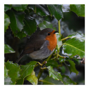 Robin Perfect Poster