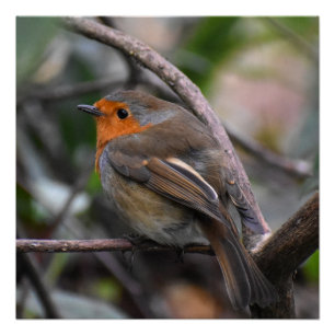 Robin Perfect Poster