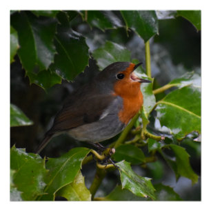Robin Perfect Poster