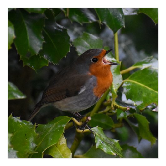 Robin Perfect Poster (Voorkant)