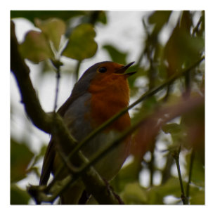 Robin Perfect Poster