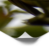 Robin Perfect Poster (Hoek)