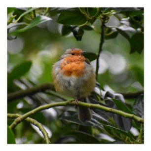 Robin Perfect Poster