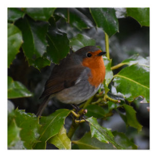 Robin Perfect Poster