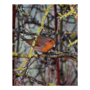 Robin Perfect Poster