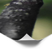Robin Perfect Poster (Hoek)