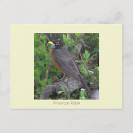 Robin Photo Briefkaart