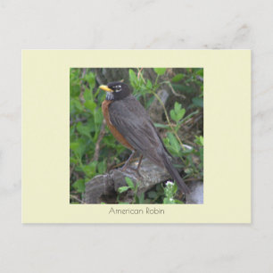 Robin Photo Briefkaart