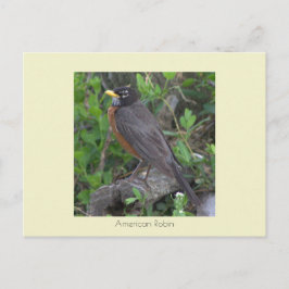 Robin Photo Briefkaart
