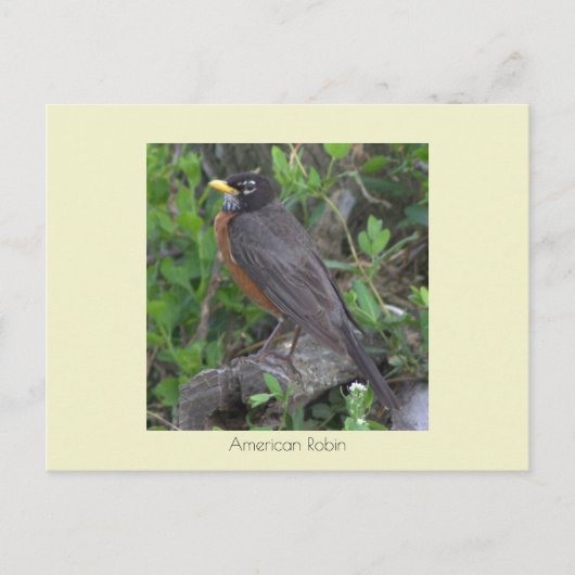 Robin Photo Briefkaart (Voorkant)