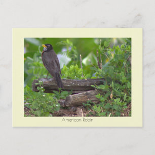 Robin Photo Briefkaart
