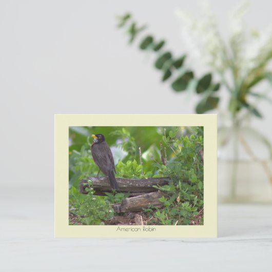 Robin Photo Briefkaart (Staand voorkant)