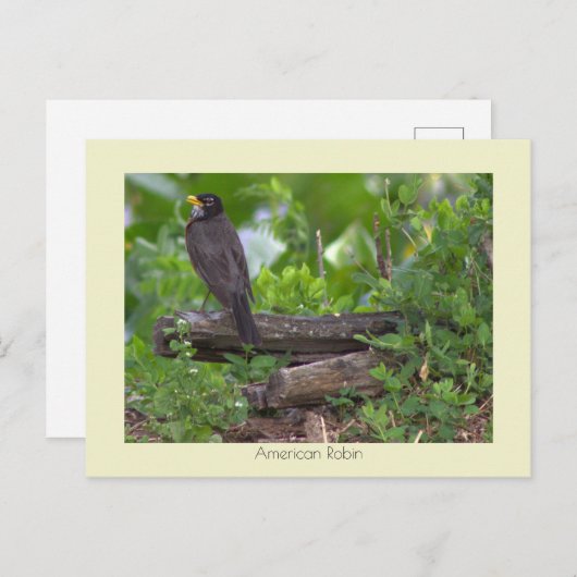 Robin Photo Briefkaart (Voorkant / Achterkant)