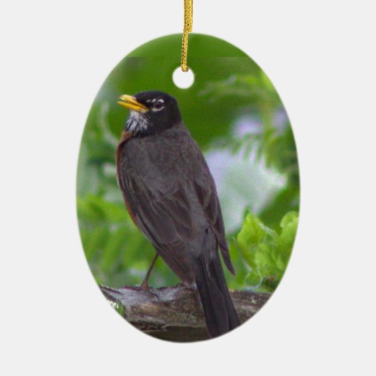 Robin Photo Ornament (Voorkant)