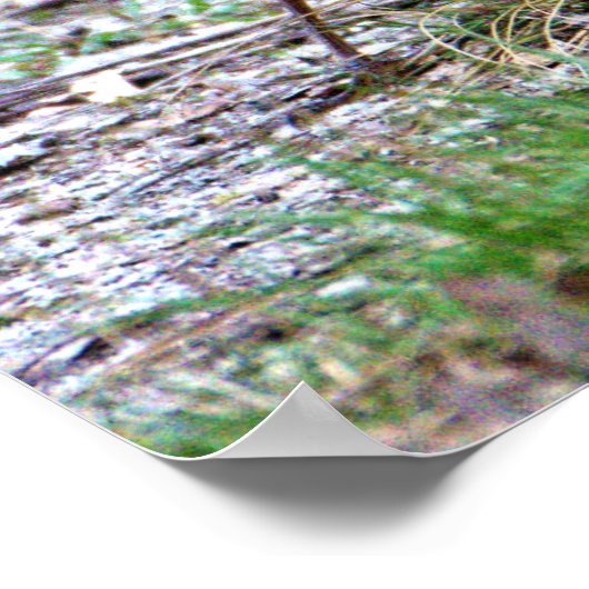 Robin Photo Poster (Hoek)