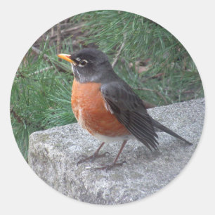 Robin Photography Ronde Sticker