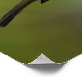 Robin Posing Poster (Hoek)