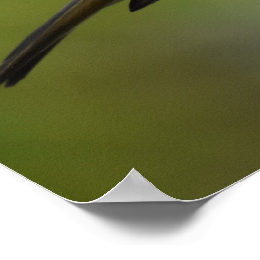 Robin Posing Poster (Hoek)