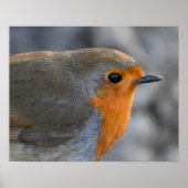 Robin Poster (Voorkant)