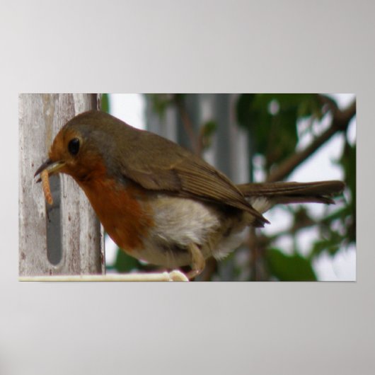 Robin Print (Voorkant)
