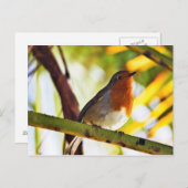 Robin Red-borstelvogel Briefkaart (Voorkant / Achterkant)