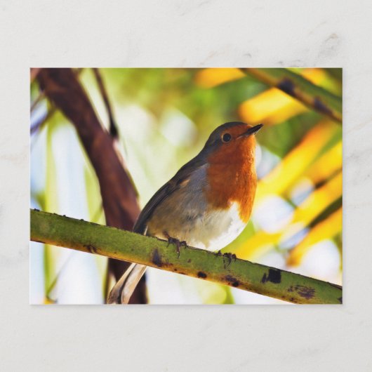Robin Red-borstelvogel Briefkaart (Voorkant)