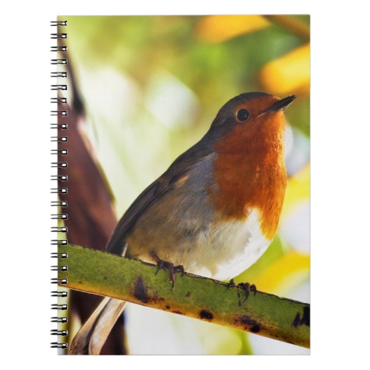 Robin Red-borstelvogel Notitieboek (Voorkant)