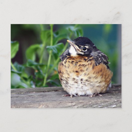 Robin Red Breast Briefkaart (Voorkant)