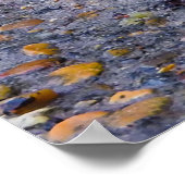 Robin Red Breast Photo Print (Hoek)