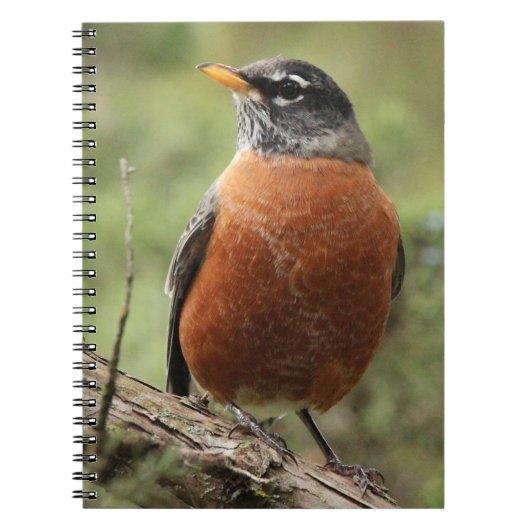 Robin Red Breast Spiral-laptop Notitieboek (Voorkant)