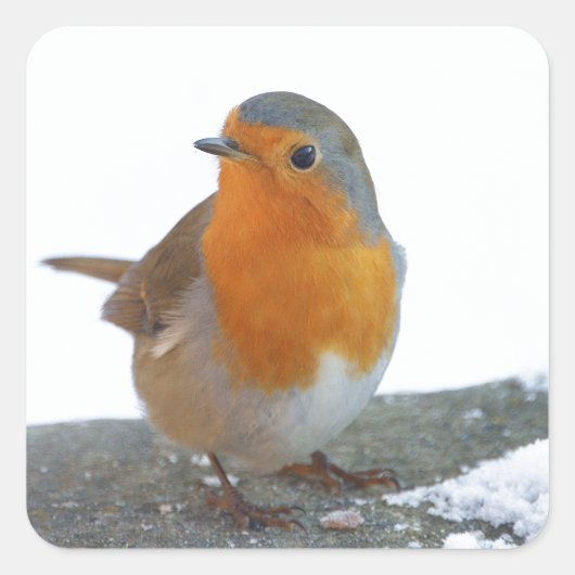 Robin Red Breast Vierkante Sticker (Voorkant)