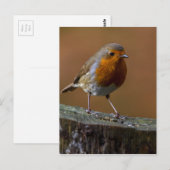 Robin RedbormamRobin Briefkaart (Voorkant / Achterkant)