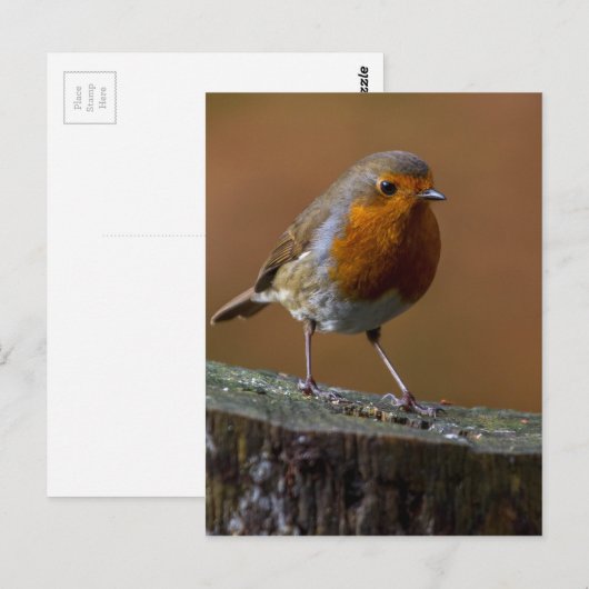 Robin RedbormamRobin Briefkaart (Voorkant / Achterkant)