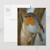 Robin RedbormamRobin Briefkaart (Voorkant / Achterkant)