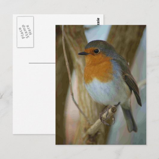 Robin RedbormamRobin Briefkaart (Voorkant / Achterkant)