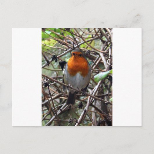 Robin redborst briefkaart (Voorkant)