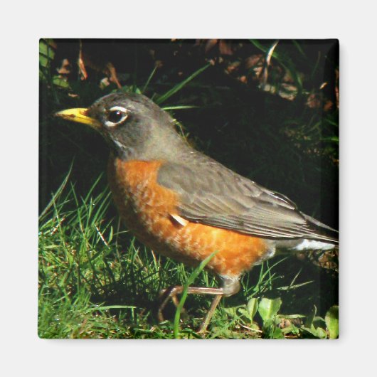 Robin Redbreast Vogelmagneet Magneet (Voorkant)