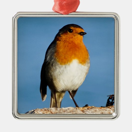 Robin rode borst voor Premium Square Ornament (Voorkant)