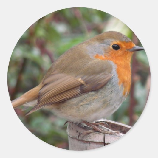 Robin Ronde Sticker (Voorkant)