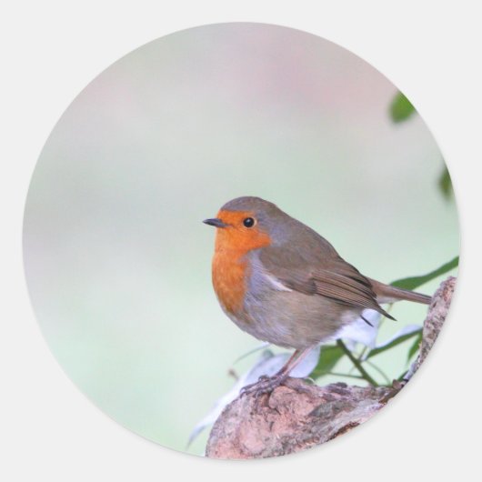 Robin Ronde Sticker (Voorkant)