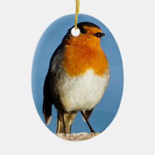 Robin rood-borst voor Ovaal Ornament