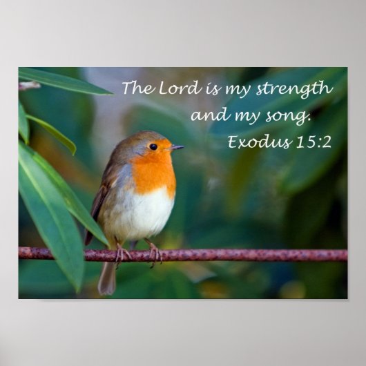 Robin Song Poster (Voorkant)