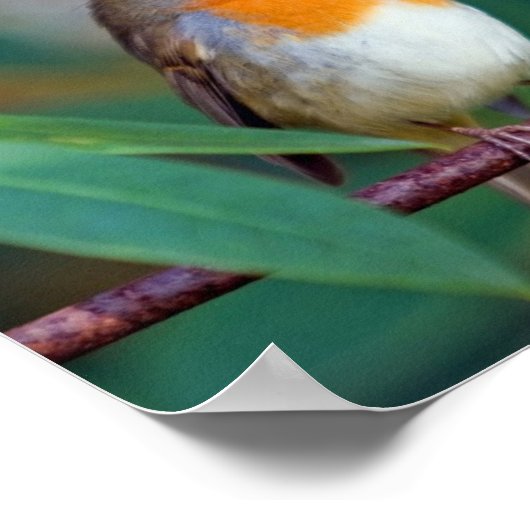 Robin Song Poster (Hoek)