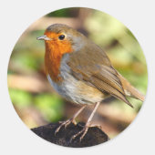 Robin Sticker (Voorkant)